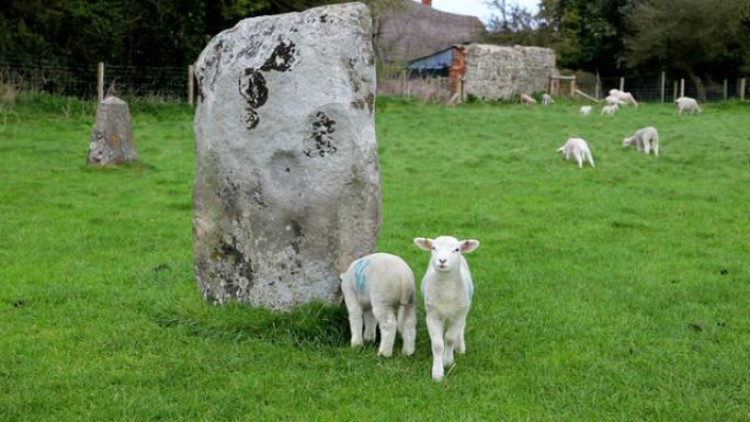 Avebury Stone Circle的羔羊祝福