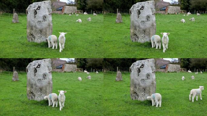 Avebury Stone Circle的羔羊祝福