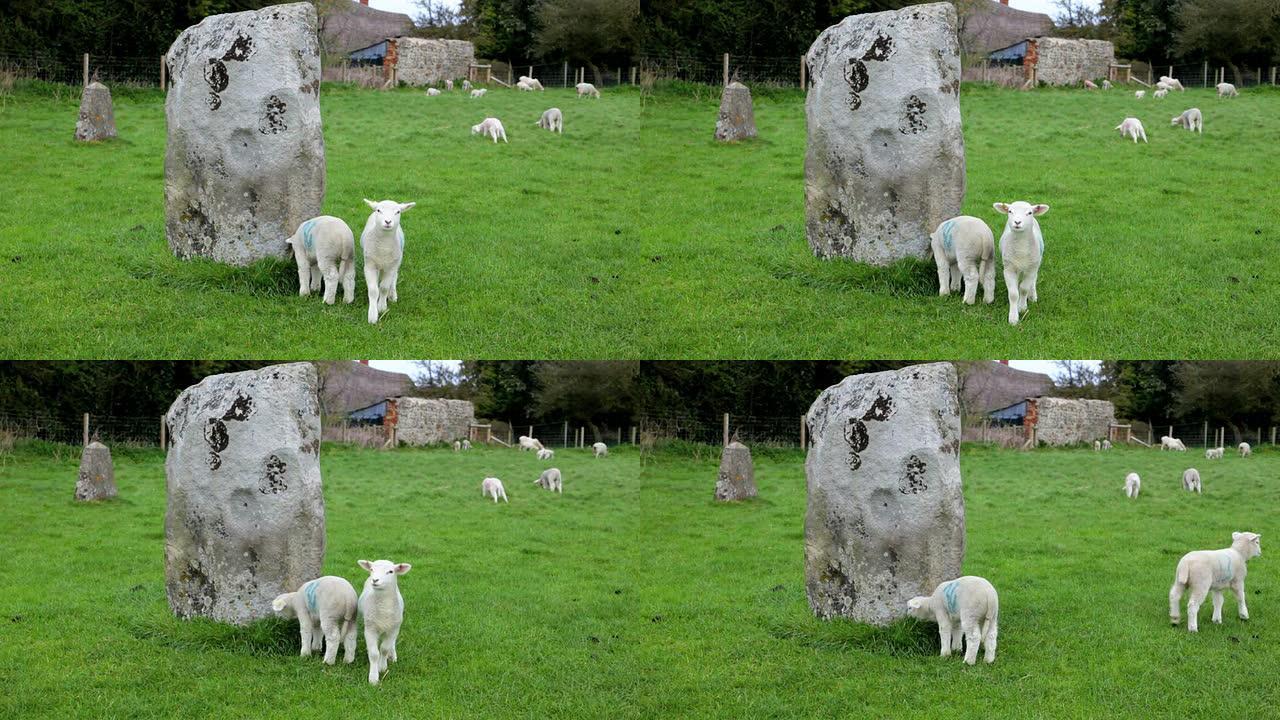 Avebury Stone Circle的羔羊祝福