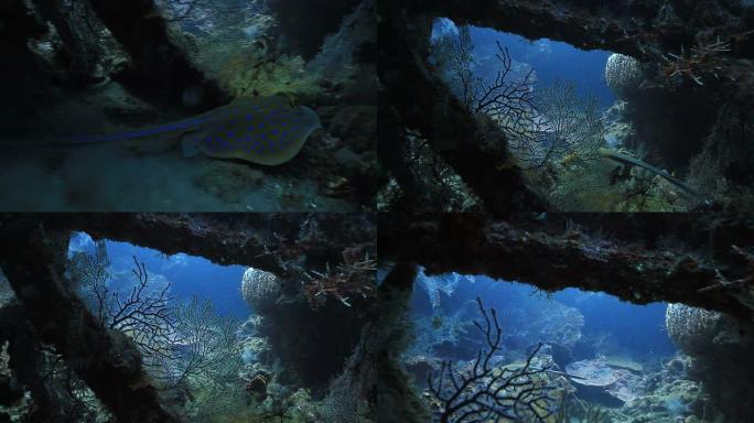 黄貂鱼海底世界深海鱼类