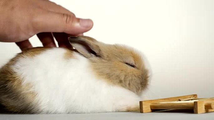 可爱的小矮兔一只兔子抚摸兔子