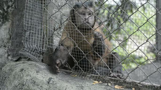 被监禁的猴子可怜被监禁的猴子可怜动物园