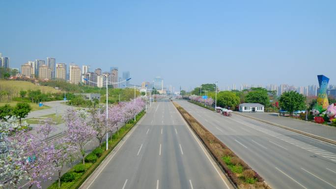 道路 街道两旁紫荆花盛开