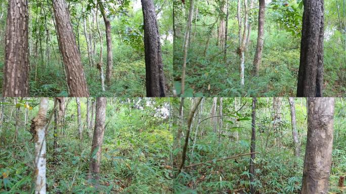 穿过森林