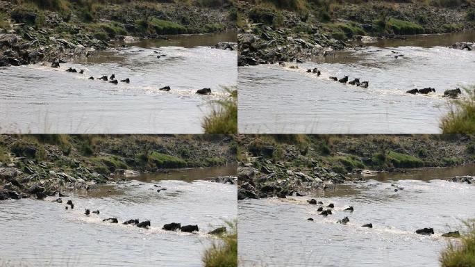 为生存而进行的令人难以置信的战斗-肯尼亚的牛羚大迁徙