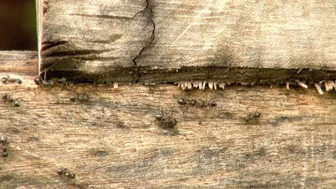 蚂蚁在木头上行走