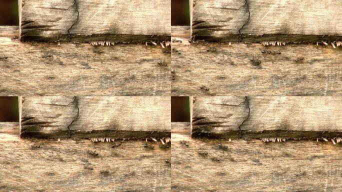 蚂蚁在木头上行走