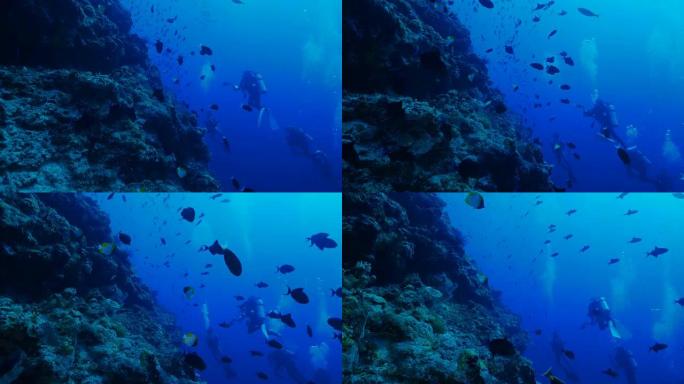 蓝色三角鱼学校在珊瑚礁附近游泳 (4K)