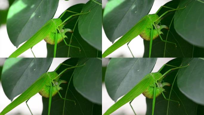 吃草蜢绿色蚂蚱自然僧太环境物种多样性