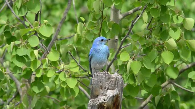 栖息的山蓝鸟视频素材
