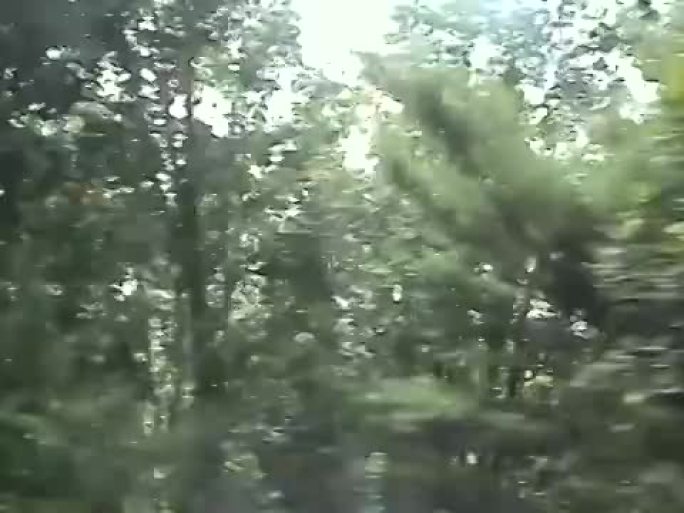快速旅行；森林中快速移动的多莉镜头