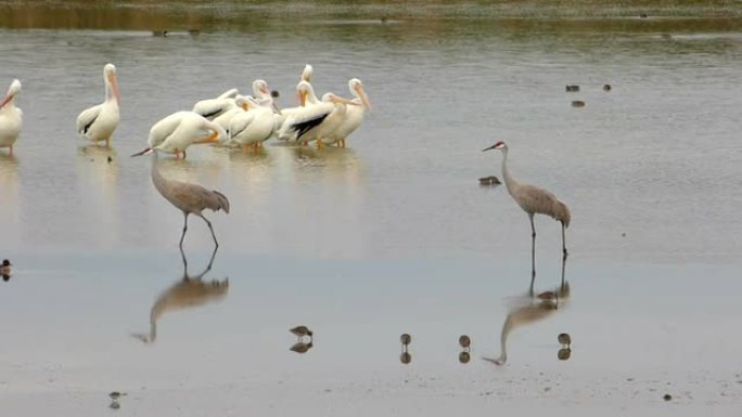 鹤和白鹈鹕野生动物保护生物生态飞翔飞鸟