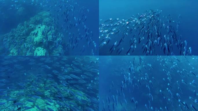 埃及红海，长颌Mackerel（Rastrelliger kanagurta）觅食学校