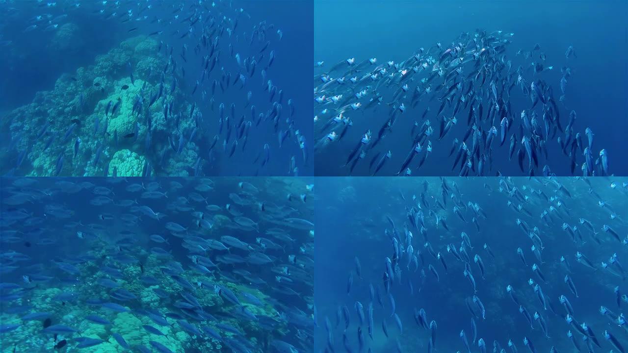 埃及红海，长颌Mackerel（Rastrelliger kanagurta）觅食学校