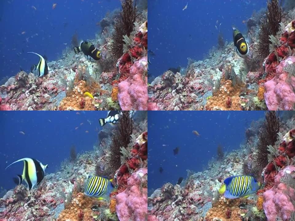 色彩缤纷的珊瑚礁景象，充满生机2