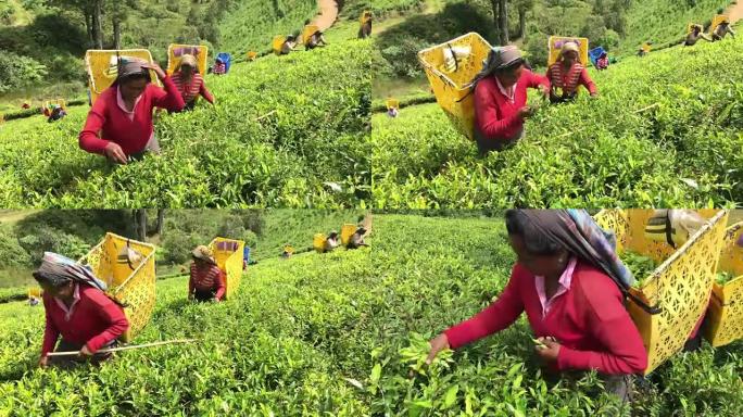 斯里兰卡采茶的女人