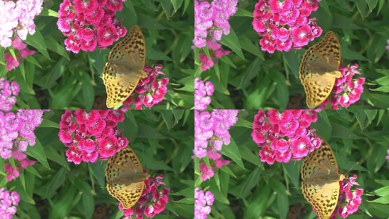 蝴蝶贝母蝶恋花花朵蝴蝶