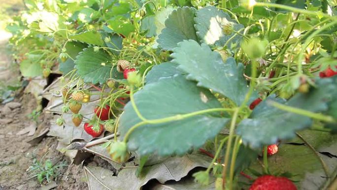 草莓农场，多莉·肖特