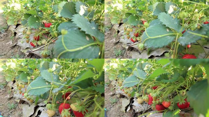 草莓农场，多莉·肖特