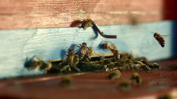 高清超慢动作: 蜂箱入口处的蜜蜂