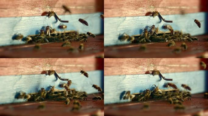高清超慢动作: 蜂箱入口处的蜜蜂