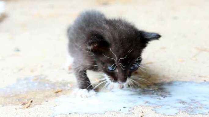 猫婴儿牛奶高清猫婴儿牛奶高清