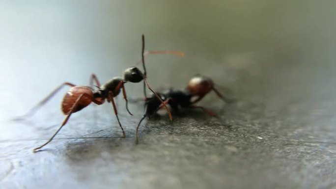 两只蚂蚁打架蚂蚁视频素材