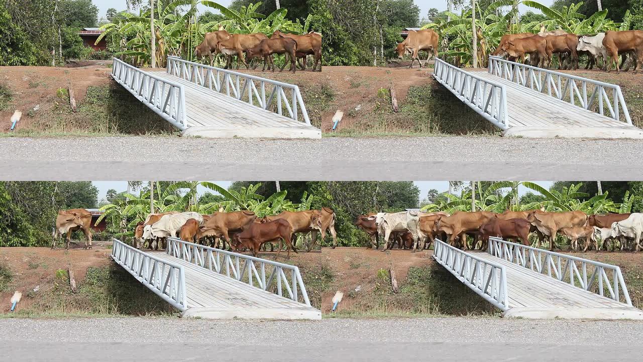铁桥上的牛。