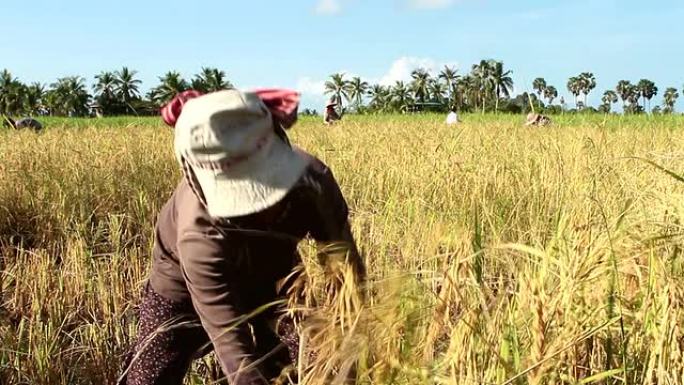 成熟的亚洲妇女在稻田里割水稻