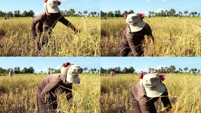成熟的亚洲妇女在稻田里割水稻