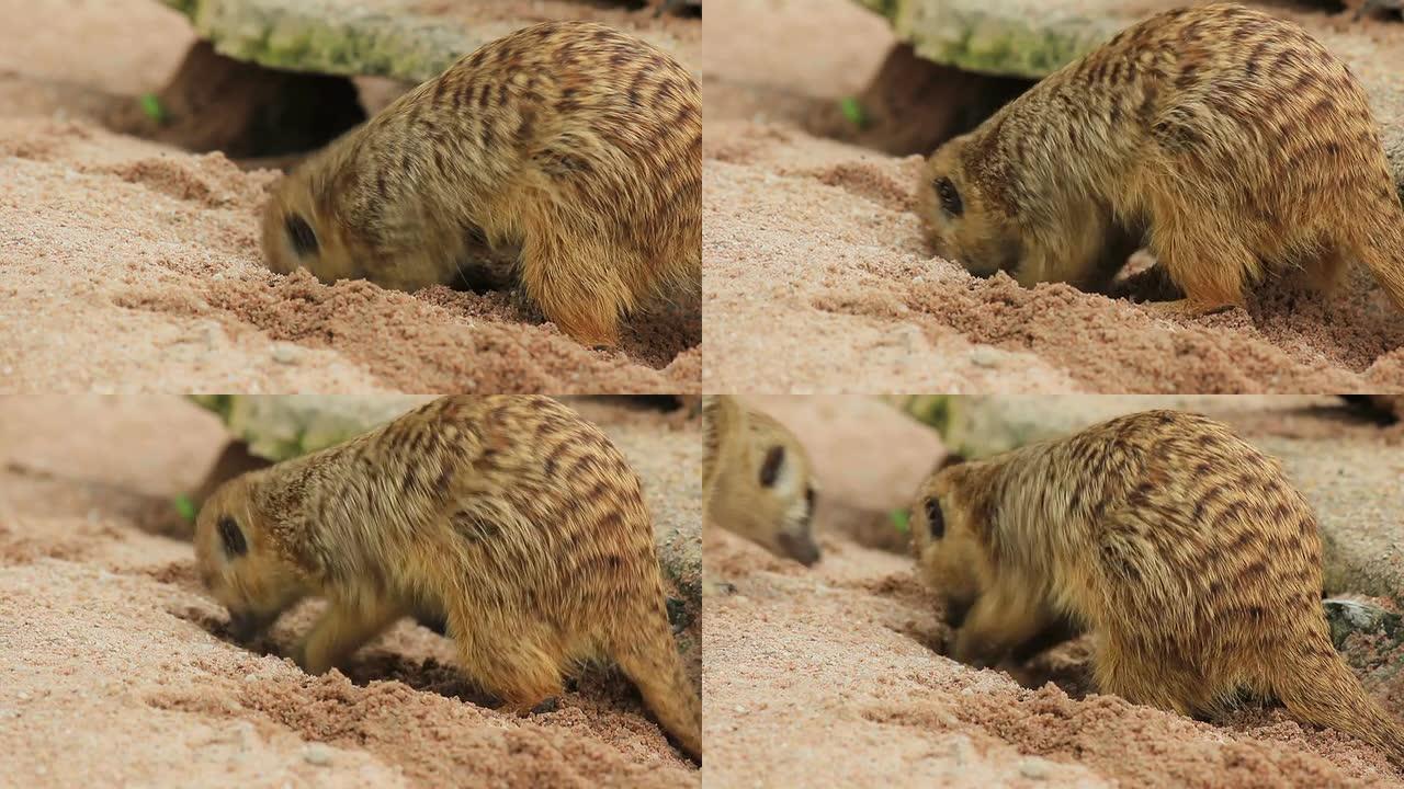 猫鼬在地上觅食猫鼬在地上觅食