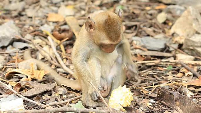 小猴子吃玉米小猴子吃玉米