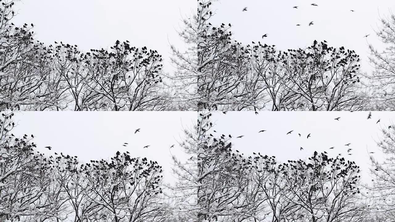一群乌鸦在冬天聚集在树上