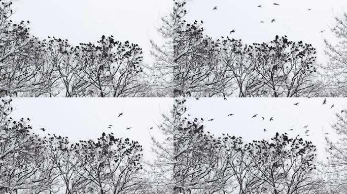 一群乌鸦在冬天聚集在树上