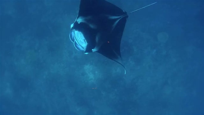 马尔代夫捕食浮游生物的蝠鲼