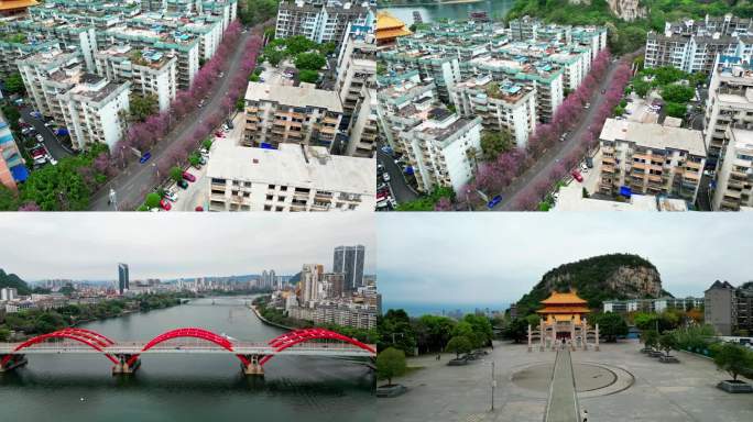 柳州紫荆花文惠桥文庙航拍多镜头2023年
