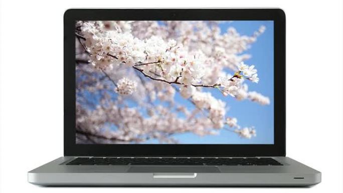 电脑屏幕上的樱花图片。