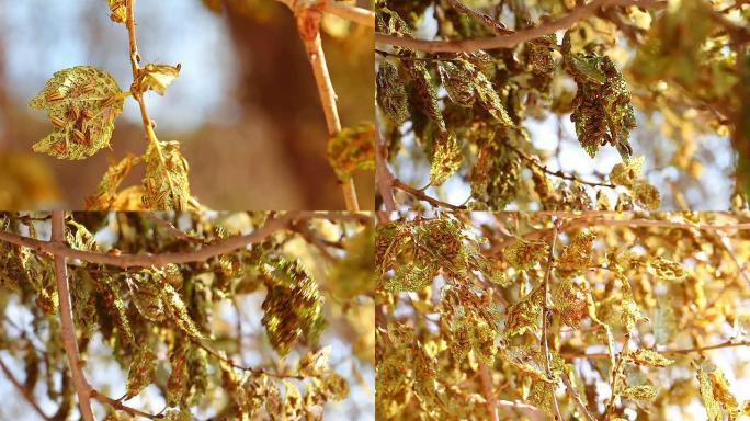 甲虫侵扰-黄花菜甲虫侵扰-黄花菜