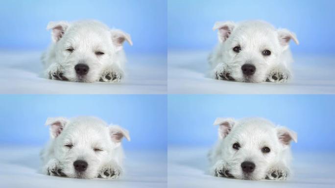 高清: 可爱的白色小狗睡觉