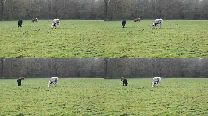 牛在田里吃草牛在田里吃草