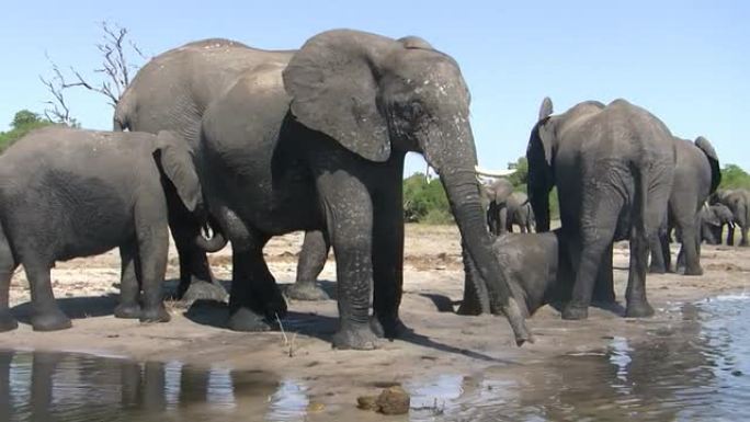 水坑岸边的大象群水坑岸边的大象群