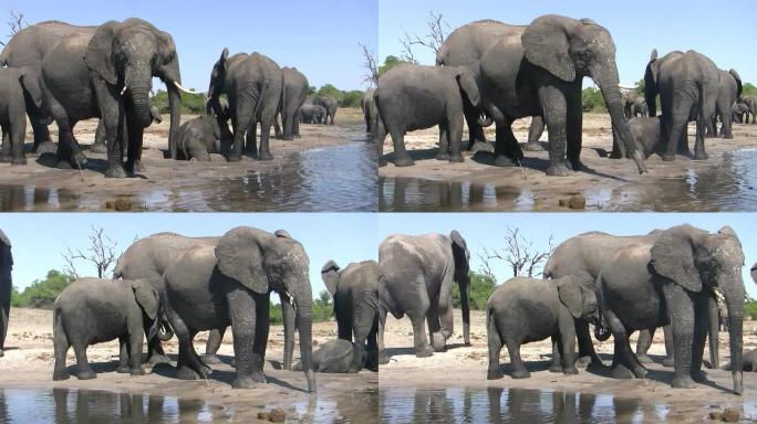 水坑岸边的大象群水坑岸边的大象群