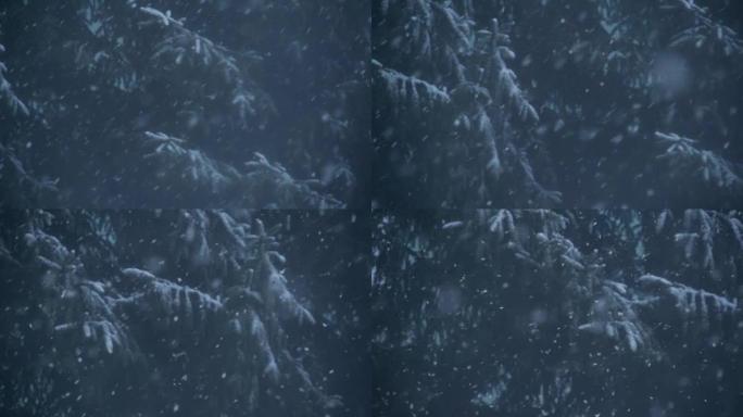 雪落在积雪覆盖的枞树上