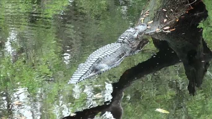 密西西比短吻鳄，躺在河里的树上