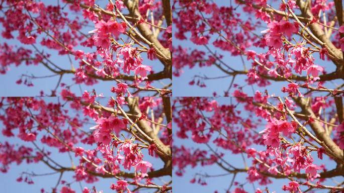 4K: 泰国樱花。樱草花