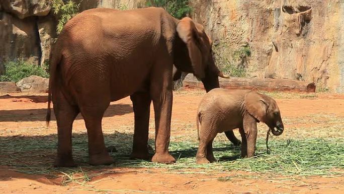 大象保护区母想和小象觅食吃草