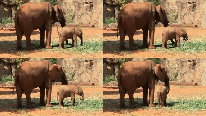 大象保护区母想和小象觅食吃草