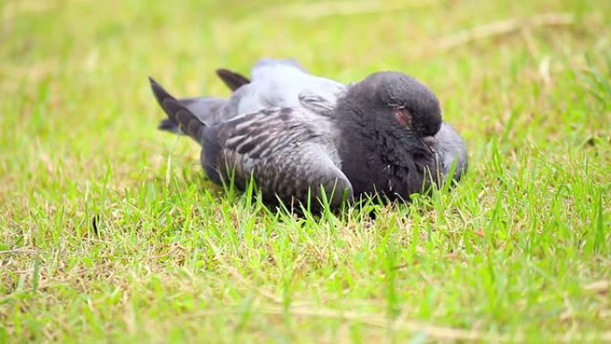 鸽子睡觉疲劳劳累公园草坪生病有病