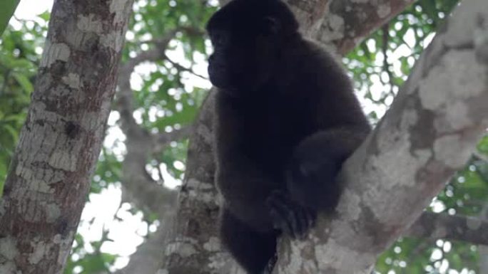 秘鲁亚马逊羊毛猴保护动物动物园黑猴子