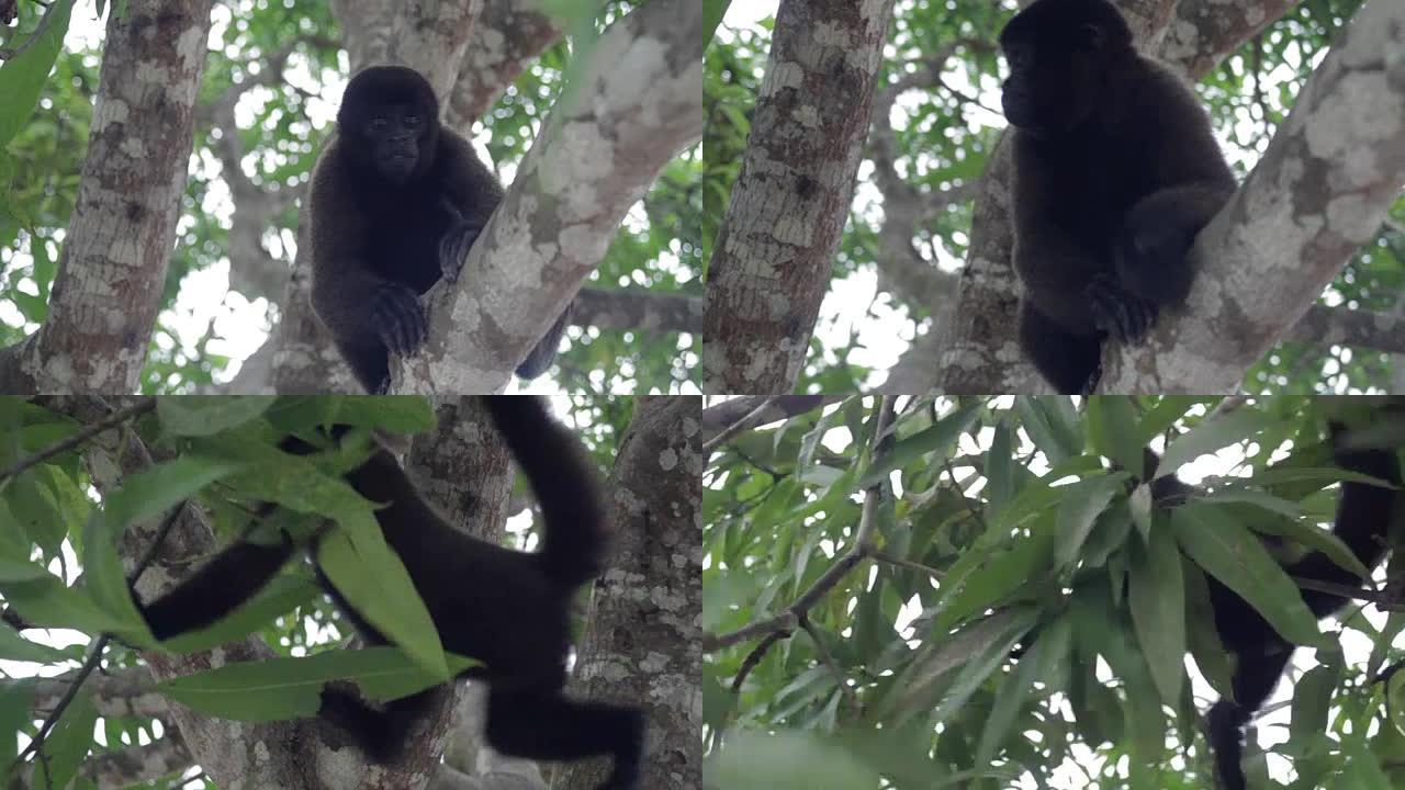 秘鲁亚马逊羊毛猴保护动物动物园黑猴子